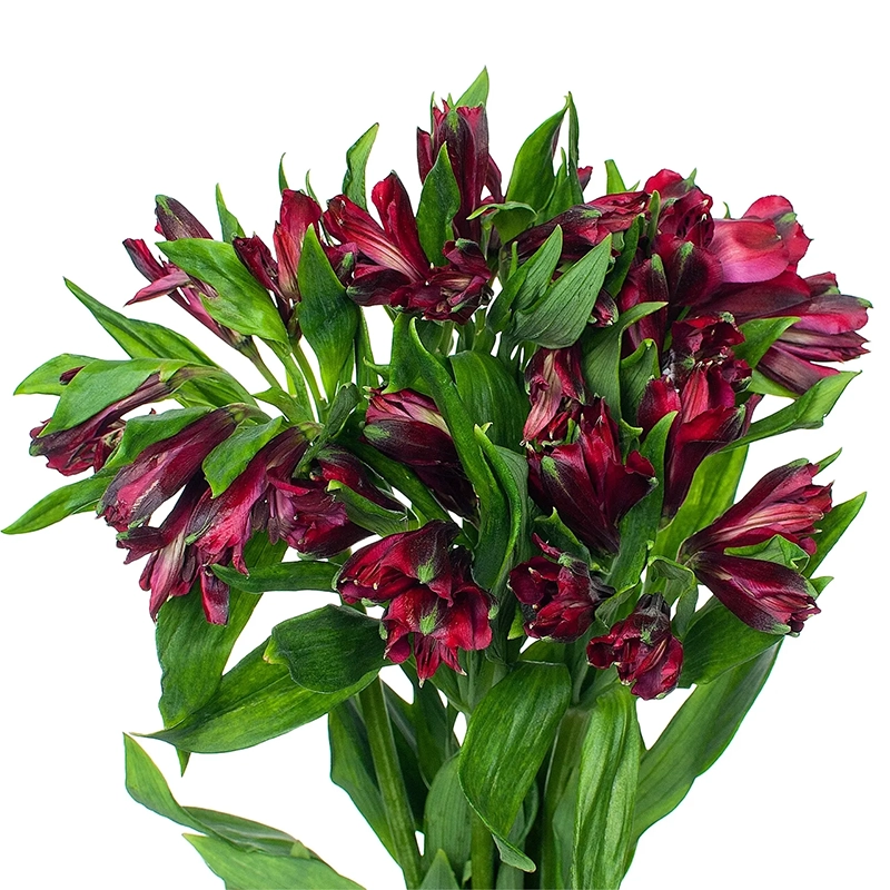 Букет из 5 альстромерий